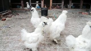 The silky birds ll birds of a silk