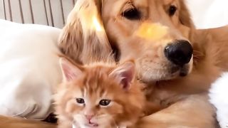 Cat and Dog Friendship