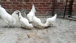 The birds of a silk ll silky birds