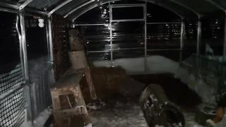 Почему и зачем я разговариваю с совами и другими животными Как нельзя гладить