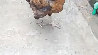Is this hen for sale