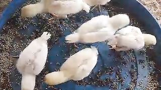 Chickens are eating in a tray