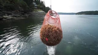 Морской еж _ Интересные факты.