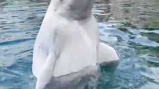 Kela, the beluga whale_ certified goofball