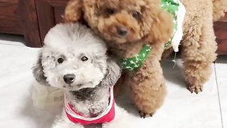 Amazing video