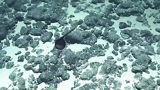 Amazing videos vol 483