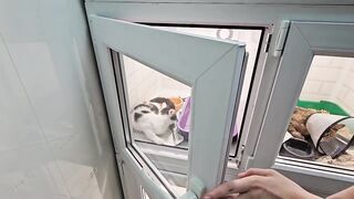 Жалобное пиканье и БОРЬБА за ЖИЗНЬ. _ Фисташка.