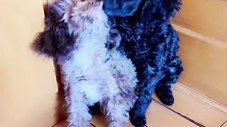 Amazing video