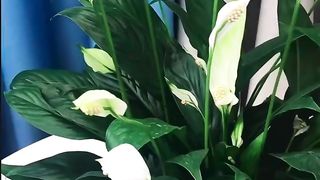 office decoration