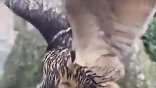 Dance owl
