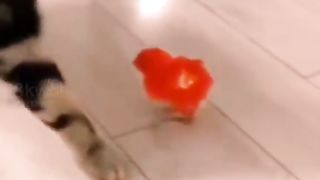 Fight with cat ????????????????????????