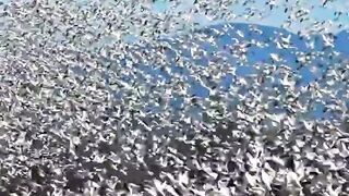 Great video. Geese. Великолепное видео. Гуси.