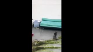 Funny animal videos 2024 - Funny cats_dogs - Funny animals