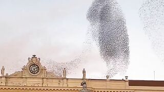 Murmuration of starlings in Italy