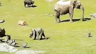 Baby elephant chasing birds.