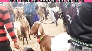 Biggest goat mandi in India