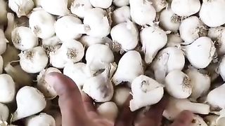 Today garlic mandi rate 2 February 2024