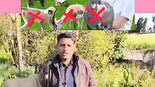 Khet se Aawara pashuon ko kaise bhagaen desi Jugaad