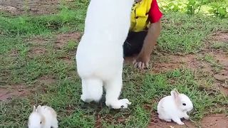 Help+Me+%21+Don%27t+Pull+Cute+Rabbit+Like+This