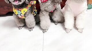 Amazing video