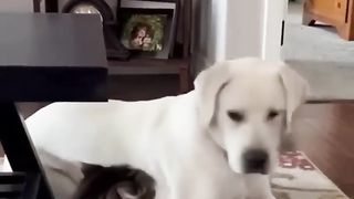 На это можно смотреть ВЕЧНО!! Смешные Кошки и Собаки! ????????????