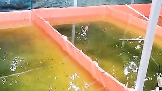 Ini alasan saya gunakan JARING untuk peneduh / payung kolam