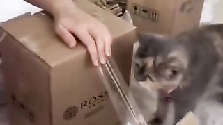The cat helps with packing the boxes