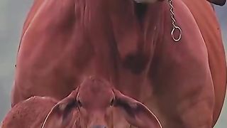 Red Brahman cow and her baby. Красная брахманская корова и её телёнок.