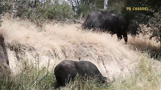 A Lion Fights Alone With An Elephant And Buffalo And A Tragic End For The Overbearing Person
