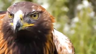 Amazing Moment When Eagle Hunts Mercilessly - Real Battle Of Eagle Vs Goat- Fox