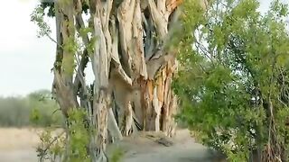 Amazing- The Ferocious Mother Bird Rushes To Attack Leopard To Protect Her Baby Birds In The Tree