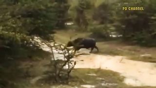 Angry Buffalo Attacks Crazy Leopard To Rescue Her Cubs Buffalo Vs Lion- Hyenas- Crocodile