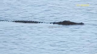 Danger Is Approaching-- Hyena Destroyed Her Own Life When She Foolishly Rushed Into Crocodile Lagoon
