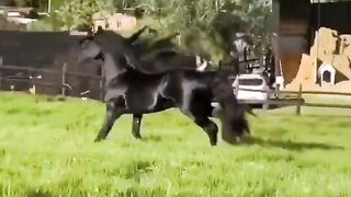 Horse video