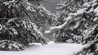 FLORESTA COBERTA POR NEVE