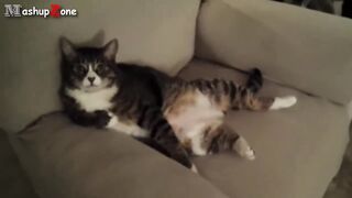 Top 10 Funny Cats Sitting Like Humans Compilation