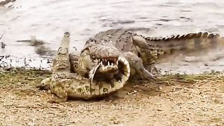 Crazy Buffalo Tramples Crocodile To Death To Save His Fellow Man - Buffalo Vs Crocodile