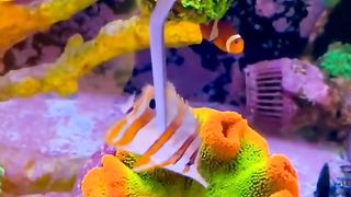 Amazing videos vol 486