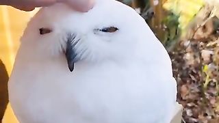 Snowy owl