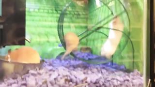 interstellar hamster