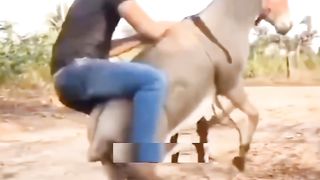 Funny Animals videos????????