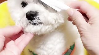 Amazing video