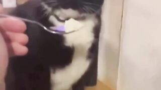 Funny animals cats
