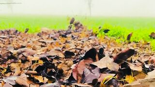 Beautiful Earth Natural | Beautiful Natural Video | Calm and Relax | #nature#relax