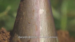 Аморфофаллус титанический - самый большой и дурно пахнущий цветок в мире.