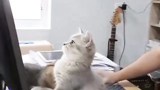 the cat is studying
