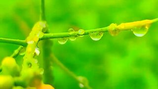 Village Natural Beauty | Nature 4K Video |Wonderful 4K HDR 120FPS Dolby Vision