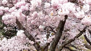 #Cherry blossoms#short