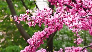 #Cherry blossoms#short
