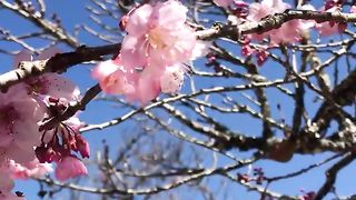#Cherry blossoms#short